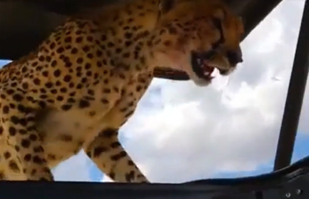 gepardi-kattoikkuna-safari-video