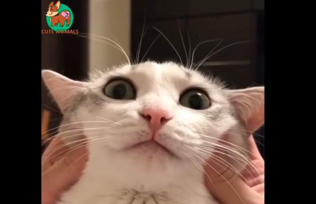 kissa-youtube-cutest-animals-ever