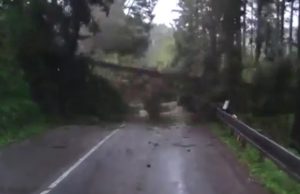 puut-kaatuvat-tielle-video