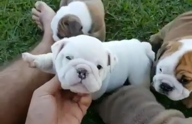 wrinkly-bulldogs-instagram