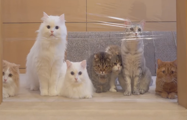 Kissat muoviseinä YouTube
