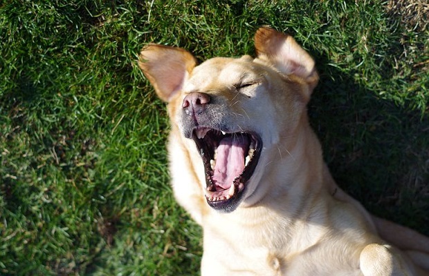 Koira nauraa pixabay