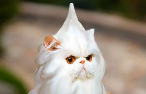 kissa-muokkaus-sad-and-useless-coty_vezde