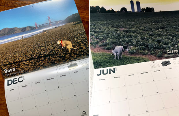 koira-tarpeet-kalenteri-katso-kuvia