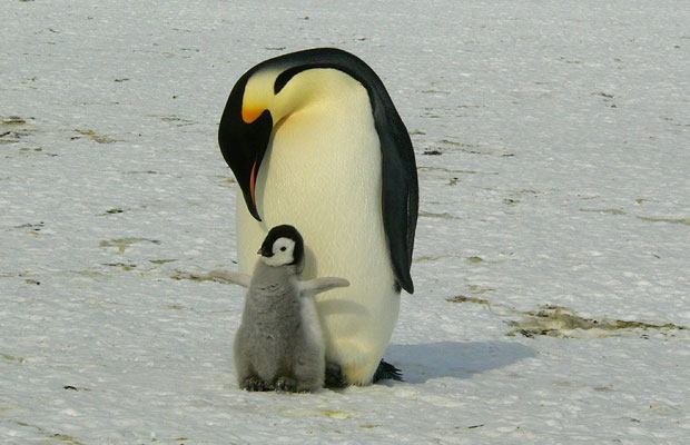 pingviinit-pixabay