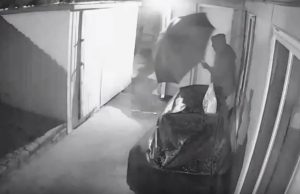 lahelta-piti-puu-kaatui-eteen-video