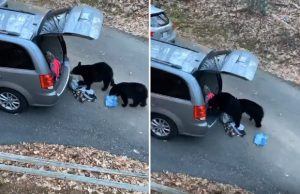 nalkaiset-karhut-auton-kontti-video