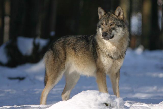 wolf_zoo_canis_lupus_canine_mammal_wolves_wildlife_photography_european_wolf-1077394.jpg!d