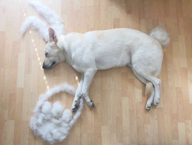 dog-fur-art-easter-bunny