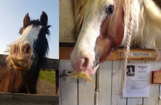 horse-mustaches-gypsy-vanner