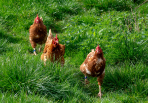 Kanat-Unsplash.com-Brett_Jordan