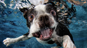 Seth Casteel – IG – koira