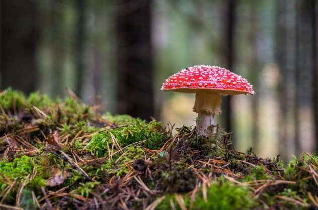 kärpässieni
