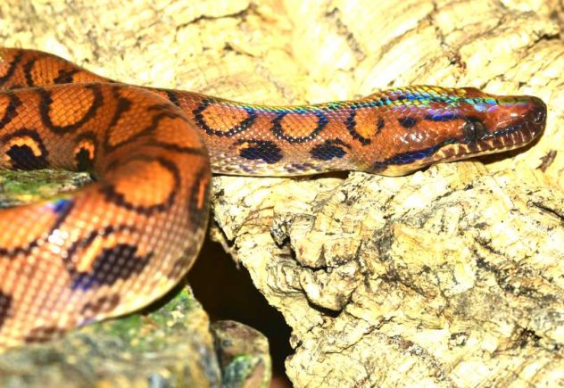 Sateenkaari boa